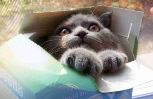 eben-pagn, cat-in-a-box mynotetakingnerd internet marketing experts eben pagan MyNoteTakingNerd Top 3 Things Learned From The Eben Pagan Guru Marketing Plan Seminar