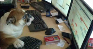 dog-at-computer productivity tips When Is The Right Time To Hire A Virtual Assistant?